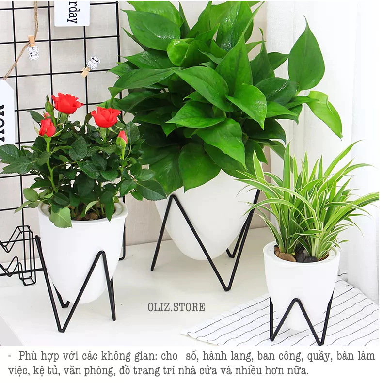 Mẫu chậu cảnh đẹp trồng cây thích hợp bày trí ở bàn làm việc, bàn khách Mẫu chậu cảnh đẹp trồng cây thích hợp bày trí ở bàn làm việc, bàn khách