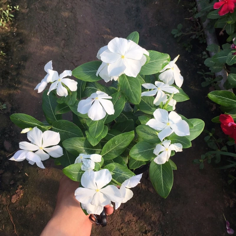 Vẻ đẹp mong manh nhưng đầy sức sống của cây dừa cạn luôn khiến người ta phải xao xuyến. Vẻ đẹp mong manh nhưng đầy sức sống của cây dừa cạn luôn khiến người ta phải xao xuyến.