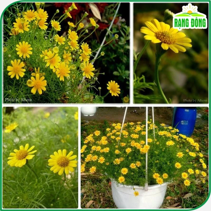 Vẻ đẹp mỏng manh, tinh khôi của hoa cúc sao băng dưới nắng. Vẻ đẹp mỏng manh, tinh khôi của hoa cúc sao băng dưới nắng.