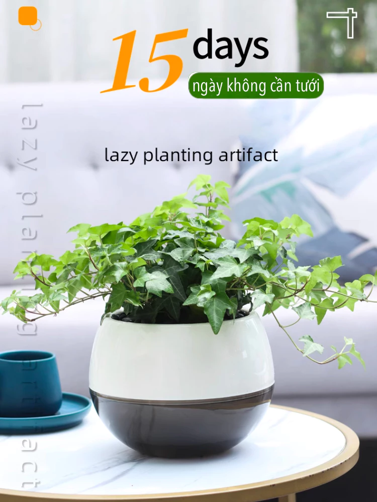 Khám Phá Sự Đáng Yêu Của Chậu Cây Mini Để Bàn Khám Phá Sự Đáng Yêu Của Chậu Cây Mini Để Bàn