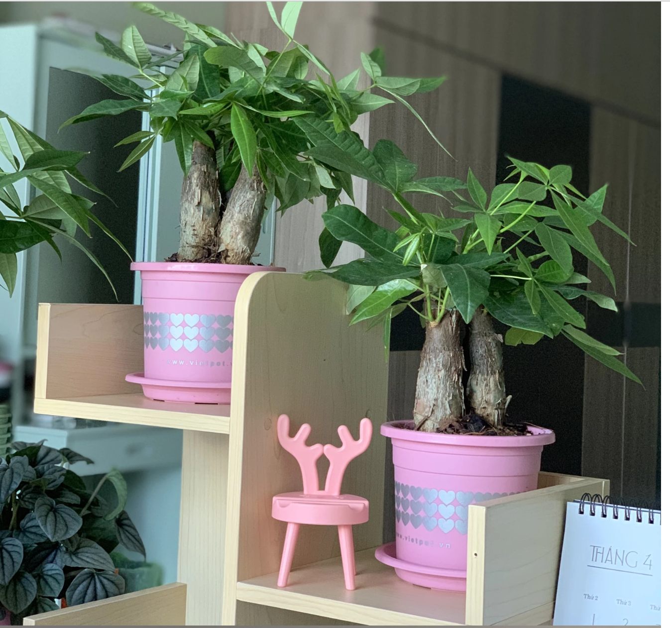 Chậu nhựa tròn thiết kế đơn giản, tinh tế, là lựa chọn hoàn hảo để tô điểm cho không gian sống xanh mát và đầy sức sống! Chậu nhựa tròn thiết kế đơn giản, tinh tế, là lựa chọn hoàn hảo để tô điểm cho không gian sống xanh mát và đầy sức sống!