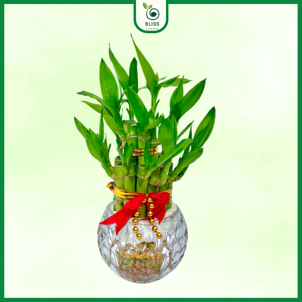 Chậu cây phong thủy trồng cây phát tài, cái tên được yêu thích Chậu cây phong thủy trồng cây phát tài, cái tên được yêu thích