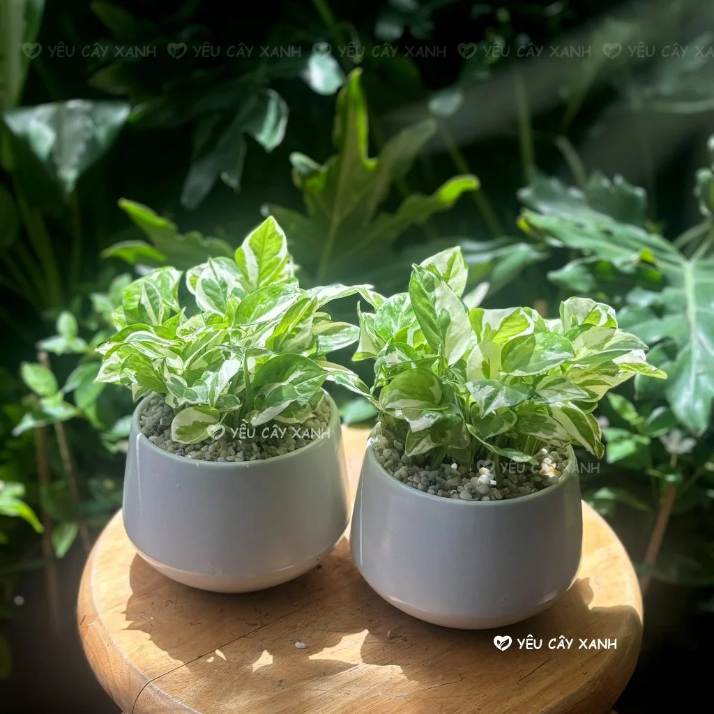 Chậu cây cảnh phong thủy trầu bà không chỉ làm đẹp không gian mà còn thu hút may mắn và tài lộc, giúp cân bằng năng lượng và mang lại sự bình an cho gia đình bạn! Chậu cây cảnh phong thủy trầu bà không chỉ làm đẹp không gian mà còn thu hút may mắn và tài lộc, giúp cân bằng năng lượng và mang lại sự bình an cho gia đình bạn!