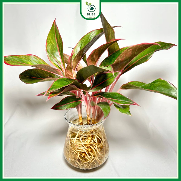 Chậu cây cảnh phong thủy cây phú quý không chỉ là điểm nhấn sắc màu cho không gian sống mà còn mang lại tài lộc và may mắn, giúp gia chủ thu hút sự thịnh vượng! Chậu cây cảnh phong thủy cây phú quý không chỉ là điểm nhấn sắc màu cho không gian sống mà còn mang lại tài lộc và may mắn, giúp gia chủ thu hút sự thịnh vượng!