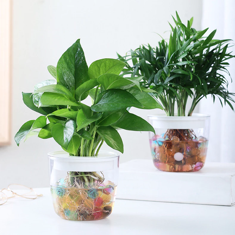 chậu cây thủy sinh để bàn được thiết kế thông minh, giúp bạn dễ dàng chăm sóc cây mà không tốn quá nhiều thời gian chậu cây thủy sinh để bàn được thiết kế thông minh, giúp bạn dễ dàng chăm sóc cây mà không tốn quá nhiều thời gian