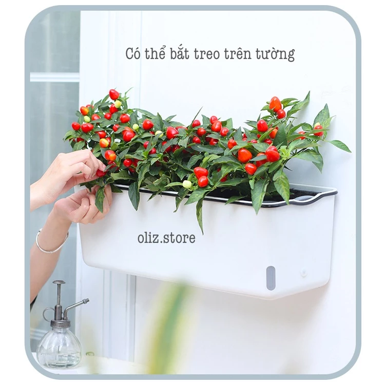 chậu treo ban công Oliz A207 tối ưu hóa không gian và giúp việc chăm sóc cây trở nên dễ dàng hơn bao giờ hết chậu treo ban công Oliz A207 tối ưu hóa không gian và giúp việc chăm sóc cây trở nên dễ dàng hơn bao giờ hết
