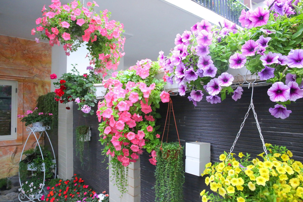 Chậu cây cảnh treo đa sắc màu cho cuộc sống đẹp hơn Chậu cây cảnh treo đa sắc màu cho cuộc sống đẹp hơn