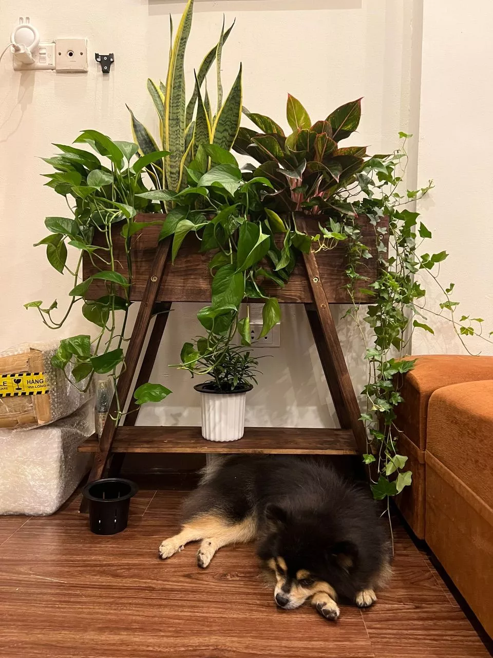 Chậu gỗ trồng cây hình chữ nhật – Phong cách hiện đại, bền bỉ, lý tưởng để trang trí không gian sống của bạn. Chậu gỗ trồng cây hình chữ nhật – Phong cách hiện đại, bền bỉ, lý tưởng để trang trí không gian sống của bạn.