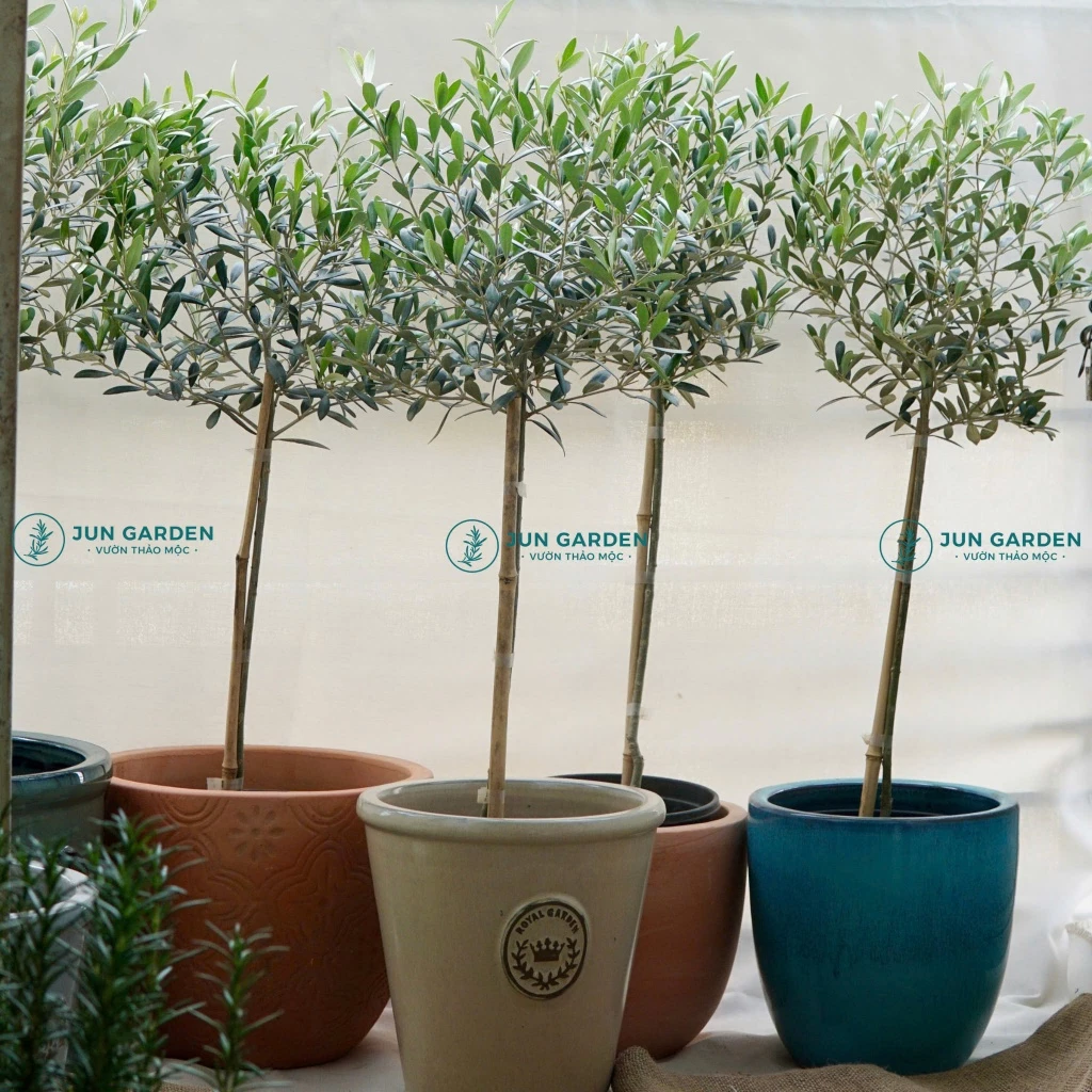 Chậu gốm trồng cây không chỉ bền đẹp mà còn tôn lên dáng vẻ nghệ thuật, phù hợp với mọi không gian sống. Chậu gốm trồng cây không chỉ bền đẹp mà còn tôn lên dáng vẻ nghệ thuật, phù hợp với mọi không gian sống.