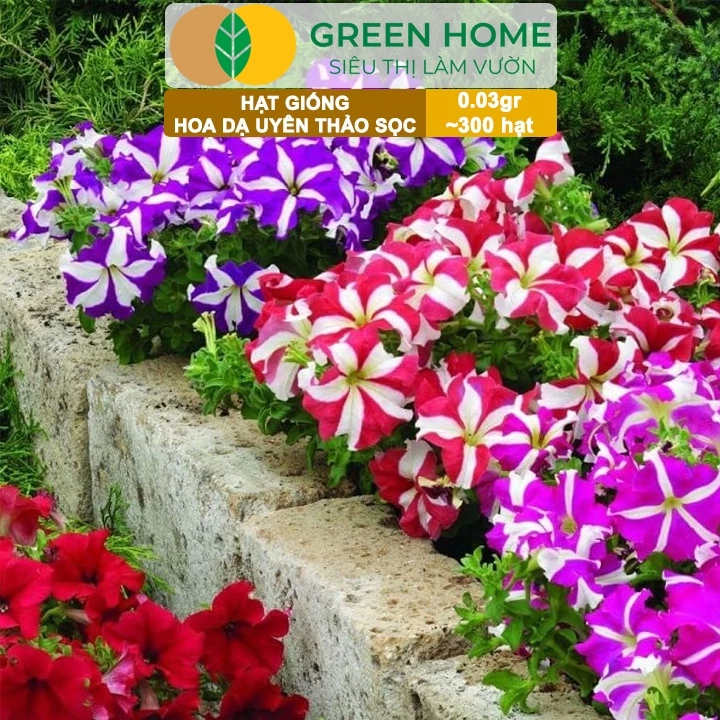 Ban công ngập tràn sức sống với những chậu hoa dạ yến thảo xinh xắn. Ban công ngập tràn sức sống với những chậu hoa dạ yến thảo xinh xắn.