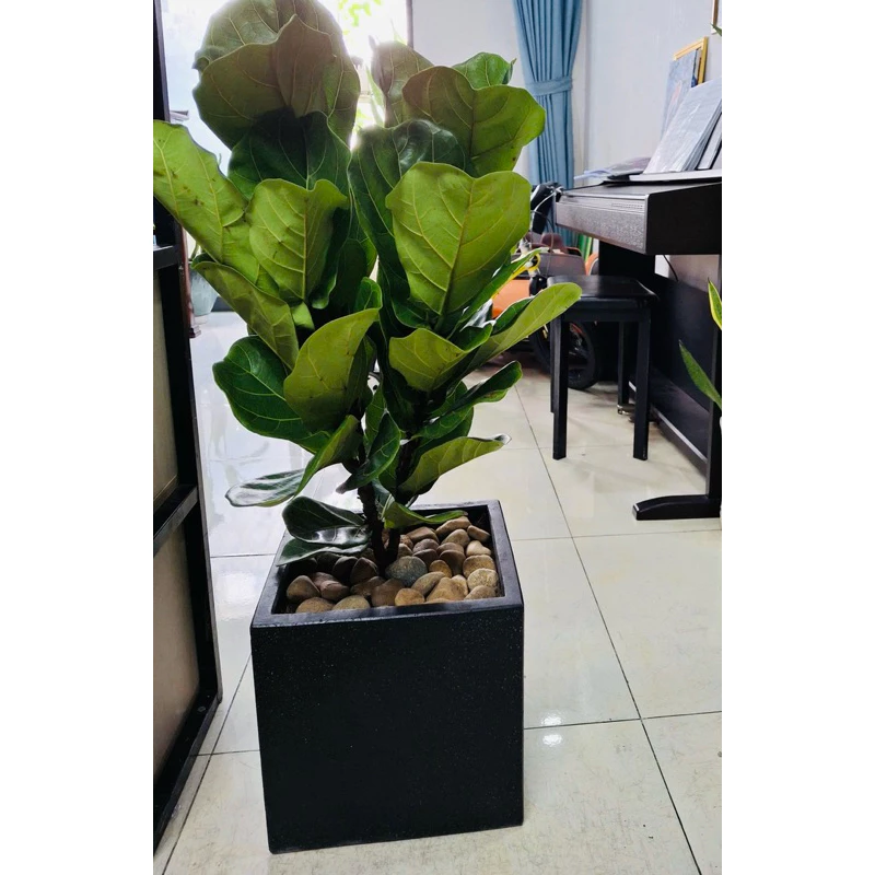 Review Chi Tiết Chậu Cây Để Bàn Bàng Singapore: "Lá Phổi Mini" Có Thật Sự Lọc Khí? Review Chi Tiết Chậu Cây Để Bàn Bàng Singapore: "Lá Phổi Mini" Có Thật Sự Lọc Khí?