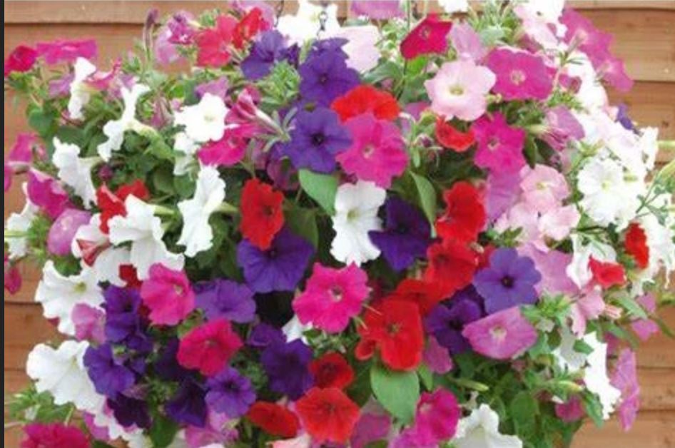 Một góc nhỏ bình yên và rực rỡ cùng hoa dạ yến thảo. Một góc nhỏ bình yên và rực rỡ cùng hoa dạ yến thảo.