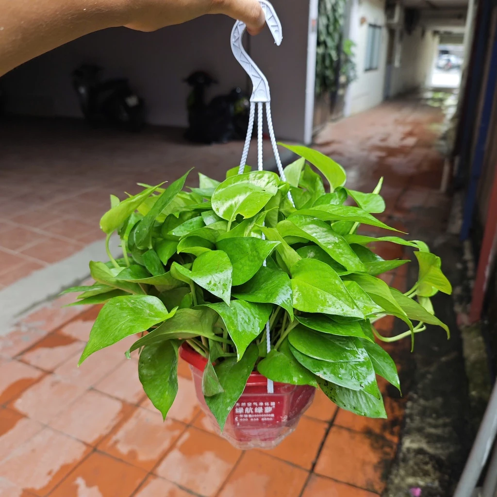 Tạo mảng xanh tinh tế với chậu treo ban công vạn niên thanh trầu bà rủ. Tạo mảng xanh tinh tế với chậu treo ban công vạn niên thanh trầu bà rủ.