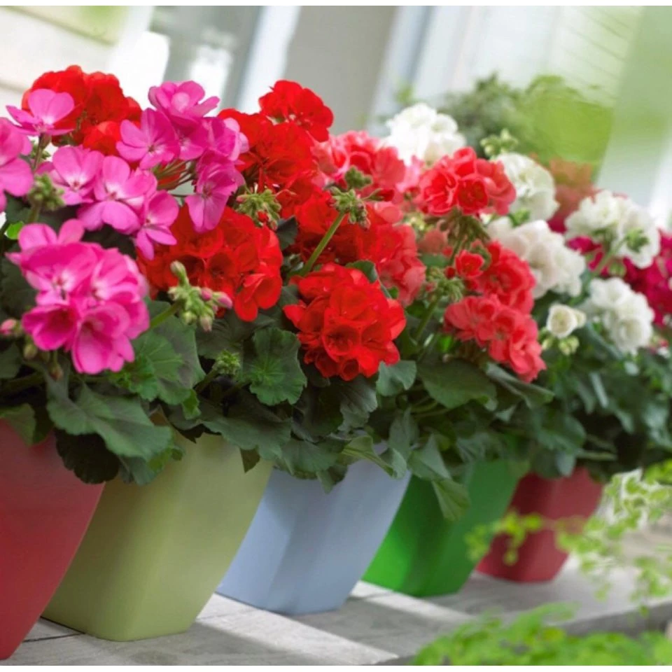 Sắc màu đa dạng của hoa phong lữ thảo tô điểm cho khu vườn. Sắc màu đa dạng của hoa phong lữ thảo tô điểm cho khu vườn.