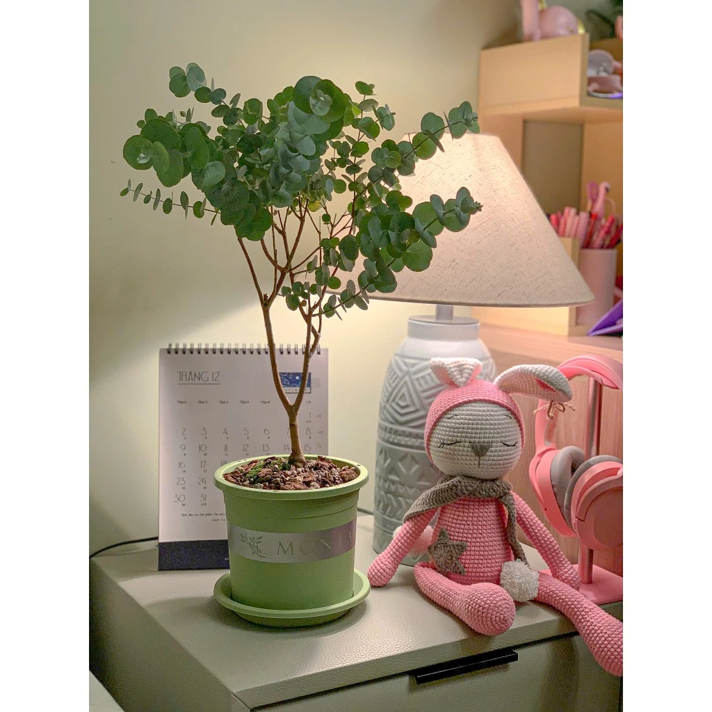 Chậu cây cảnh mini để bàn nhỏ gọn, dễ thương, là lựa chọn lý tưởng để tạo không gian xanh mát và thư giãn ngay tại bàn làm việc hoặc bàn học Chậu cây cảnh mini để bàn nhỏ gọn, dễ thương, là lựa chọn lý tưởng để tạo không gian xanh mát và thư giãn ngay tại bàn làm việc hoặc bàn học