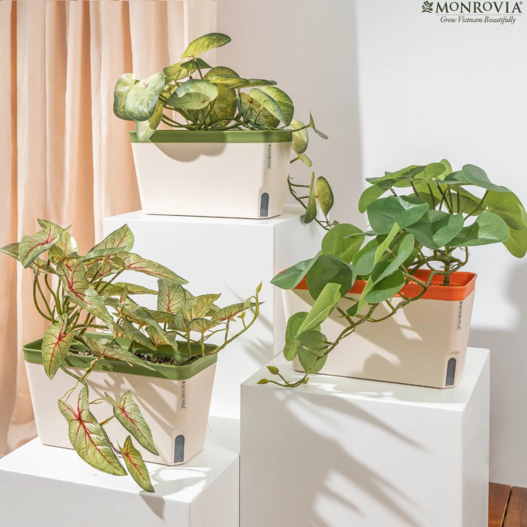 chậu nhựa trồng cây monrovia chậu nhựa trồng cây monrovia