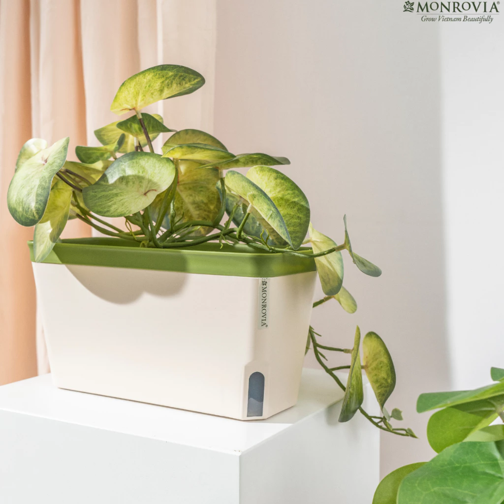 Chậu cây composite – Sự kết hợp hoàn hảo giữa thiết kế tinh tế và độ bền vượt trội, mang đến không gian sống xanh mát, đầy sức sống Chậu cây composite – Sự kết hợp hoàn hảo giữa thiết kế tinh tế và độ bền vượt trội, mang đến không gian sống xanh mát, đầy sức sống