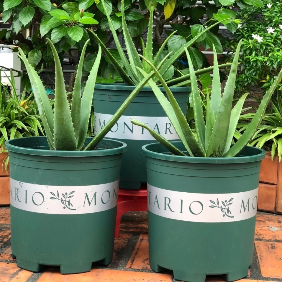 Trồng cây chưa bao giờ dễ dàng và đẹp mắt đến thế! Sắm ngay chậu nhựa trồng cây để F5 không gian sống nào! Trồng cây chưa bao giờ dễ dàng và đẹp mắt đến thế! Sắm ngay chậu nhựa trồng cây để F5 không gian sống nào!