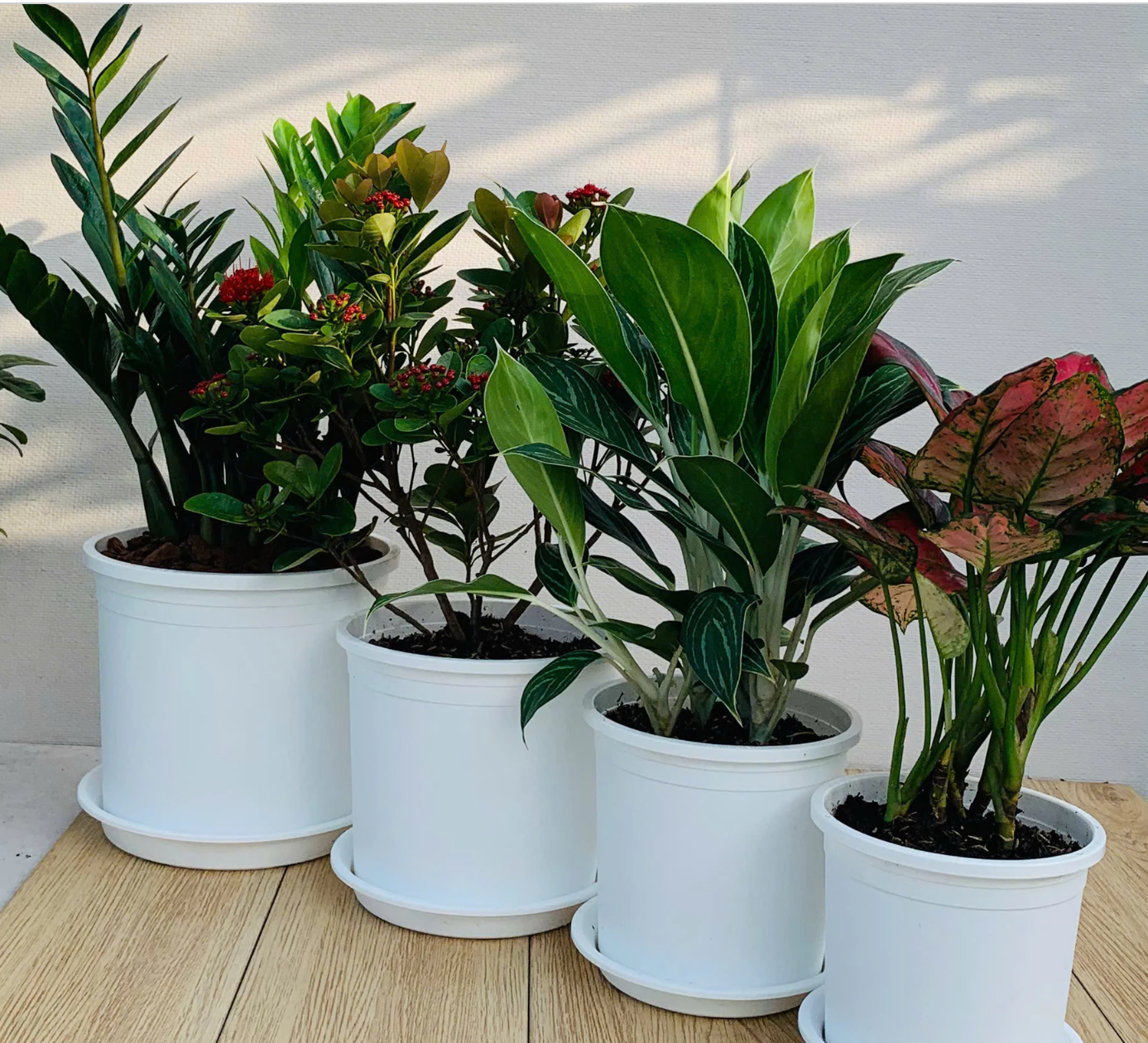 Chậu nhựa trắng trồng cây VIETPOT – Giải pháp hoàn hảo cho việc trang trí và chăm sóc cây xanh trong không gian sống của bạn Chậu nhựa trắng trồng cây VIETPOT – Giải pháp hoàn hảo cho việc trang trí và chăm sóc cây xanh trong không gian sống của bạn