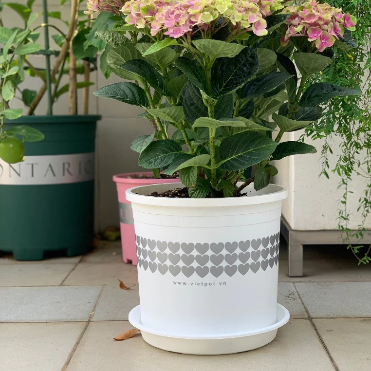 Chậu cây cảnh nhựa xinh đặt trên bàn hoặc ngoài sân đều đẹp Chậu cây cảnh nhựa xinh đặt trên bàn hoặc ngoài sân đều đẹp