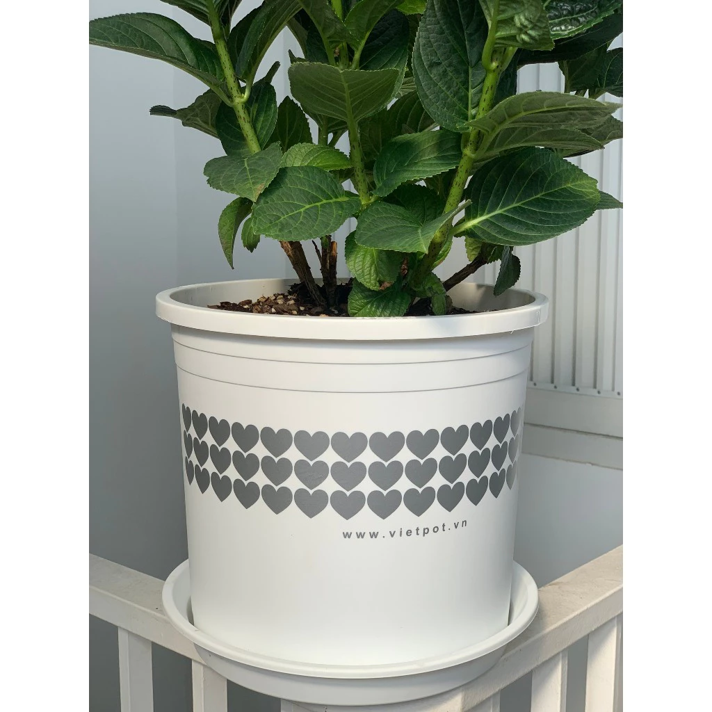 Những chậu cảnh đẹp được trưng trên lan can hay phóng khách làm đẹp không gian Những chậu cảnh đẹp được trưng trên lan can hay phóng khách làm đẹp không gian