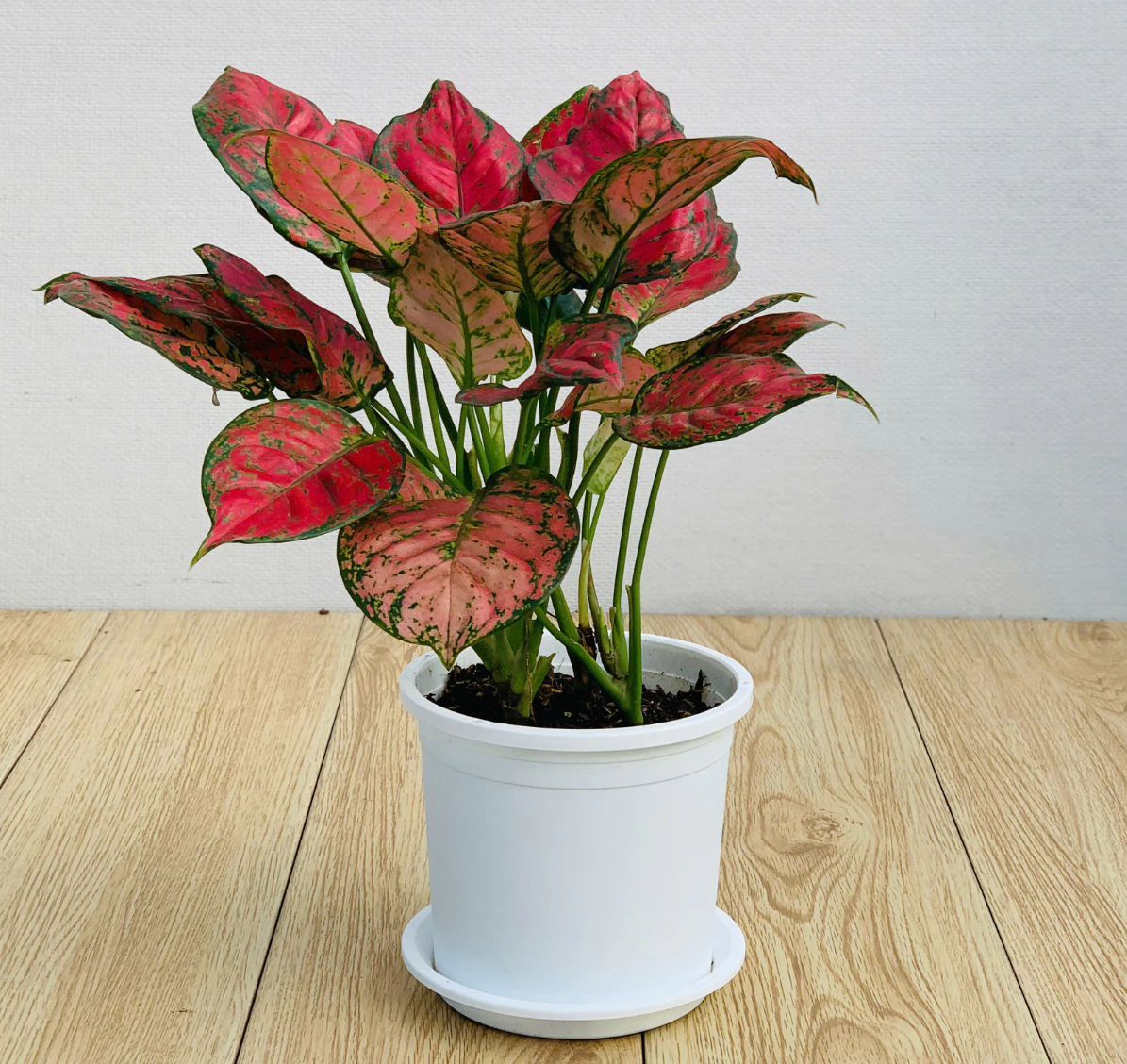 Chậu nhựa trắng VIETPOT – Lựa chọn lý tưởng để trang trí không gian sống, mang đến vẻ đẹp tươi mới cho ngôi nhà của bạn. Chậu nhựa trắng VIETPOT – Lựa chọn lý tưởng để trang trí không gian sống, mang đến vẻ đẹp tươi mới cho ngôi nhà của bạn.