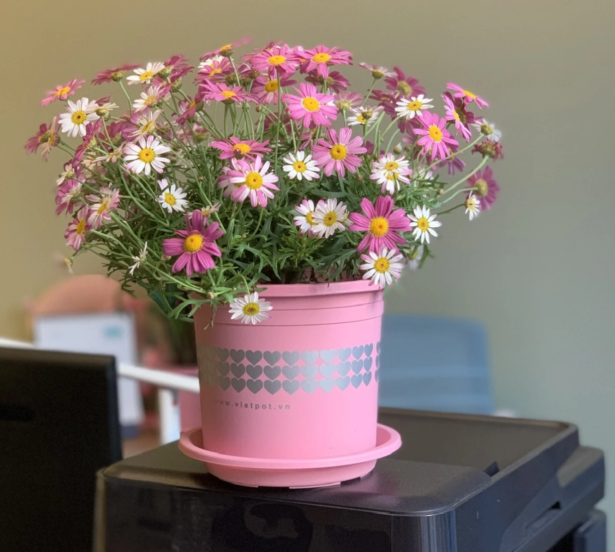 Địa chỉ bán chậu nhựa tin cậy ChauCanh.vn Địa chỉ bán chậu nhựa tin cậy ChauCanh.vn