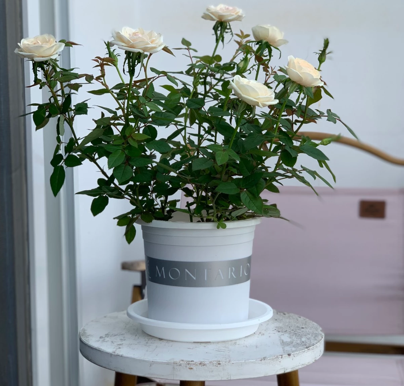 Chậu nhựa trắng tròn mang lại vẻ đẹp thanh lịch, hoàn hảo cho không gian trang trí nhà và vườn. Chậu nhựa trắng tròn mang lại vẻ đẹp thanh lịch, hoàn hảo cho không gian trang trí nhà và vườn.