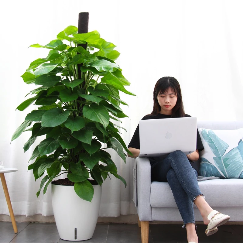 Chậu nhựa trồng cây xanh tươi trang trí phòng khách, phòng làm việc Chậu nhựa trồng cây xanh tươi trang trí phòng khách, phòng làm việc