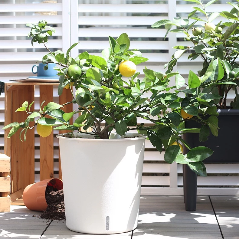 Chậu hoa cảnh đẹp khoe sắc rực rỡ, góp phần tô điểm cho không gian làm việc thêm phần sinh động. Chậu hoa cảnh đẹp khoe sắc rực rỡ, góp phần tô điểm cho không gian làm việc thêm phần sinh động.