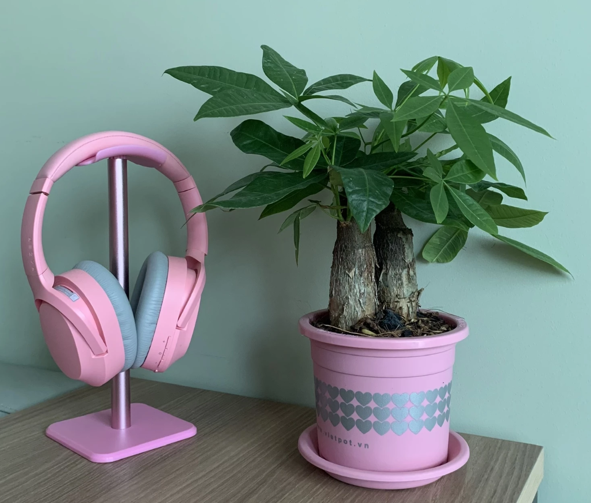 Chậu cây nhựa Vietpot với chất lượng nhựa dày, bền và nhiều màu sắc cho bạn tha hồ lựa chọn Chậu cây nhựa Vietpot với chất lượng nhựa dày, bền và nhiều màu sắc cho bạn tha hồ lựa chọn