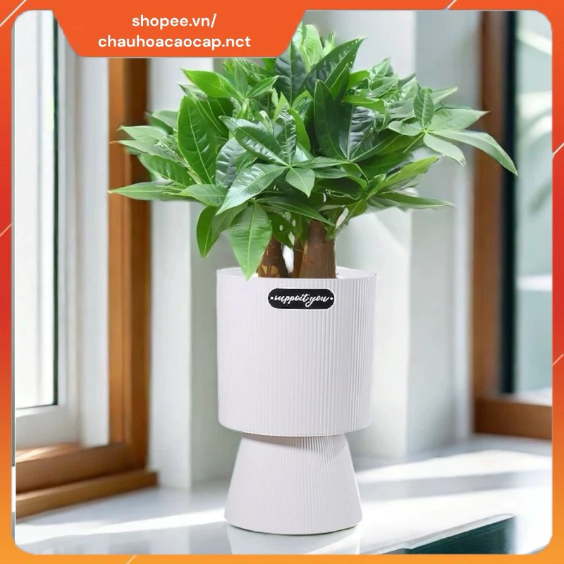 Thiết kế tối giản, sang trọng của chậu nhựa trồng cây chân cao. Thiết kế tối giản, sang trọng của chậu nhựa trồng cây chân cao.