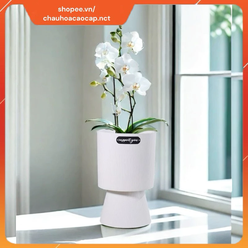 Nâng tầm không gian xanh với chậu nhựa trồng cây chân cao thanh lịch. Nâng tầm không gian xanh với chậu nhựa trồng cây chân cao thanh lịch.