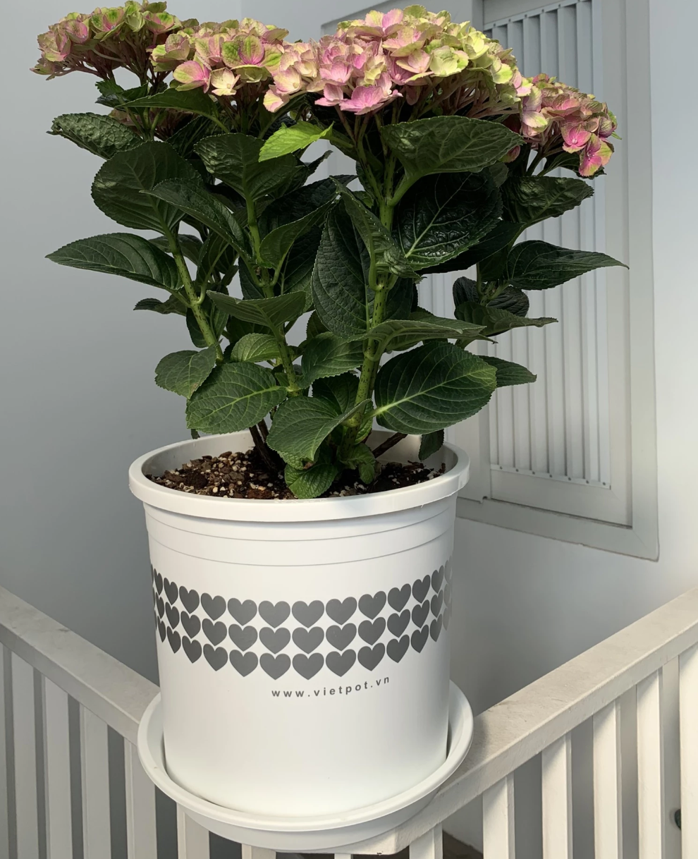 Chậu nhựa trồng cây màu trắng tạo điểm nhấn thanh lịch cho mọi góc nhà bạn. Chậu nhựa trồng cây màu trắng tạo điểm nhấn thanh lịch cho mọi góc nhà bạn.