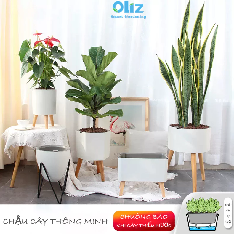 Chậu trồng cây thông minh này cũng có chuông báo khi hết nước và tự tưới Chậu trồng cây thông minh này cũng có chuông báo khi hết nước và tự tưới