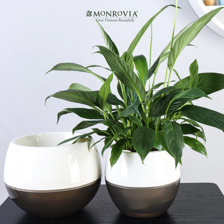 Nhẹ nhàng, bền đẹp, lại còn siêu tiện lợi - sắm ngay một em chậu nhựa trồng cây thôi nào! Nhẹ nhàng, bền đẹp, lại còn siêu tiện lợi - sắm ngay một em chậu nhựa trồng cây thôi nào!