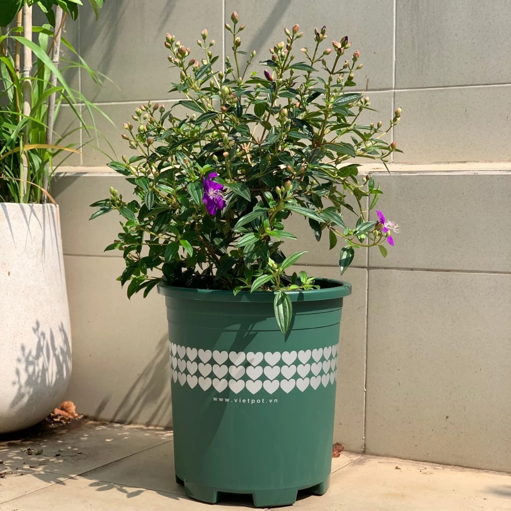 Bạn có tin những bông hoa sẽ càng thêm xinh khi được trồng trong chiếc chậu nhựa trồng hoa này không? Khám phá ngay! Bạn có tin những bông hoa sẽ càng thêm xinh khi được trồng trong chiếc chậu nhựa trồng hoa này không? Khám phá ngay!