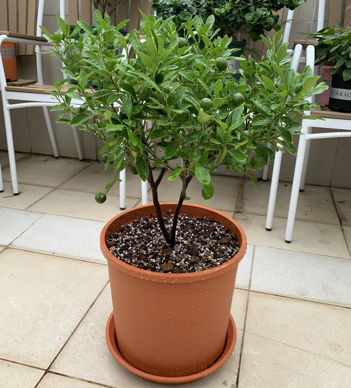 Chậu nhựa trồng hoa giá rẻ – Sản phẩm chất lượng, tiết kiệm chi phí cho không gian xanh của bạn Chậu nhựa trồng hoa giá rẻ – Sản phẩm chất lượng, tiết kiệm chi phí cho không gian xanh của bạn