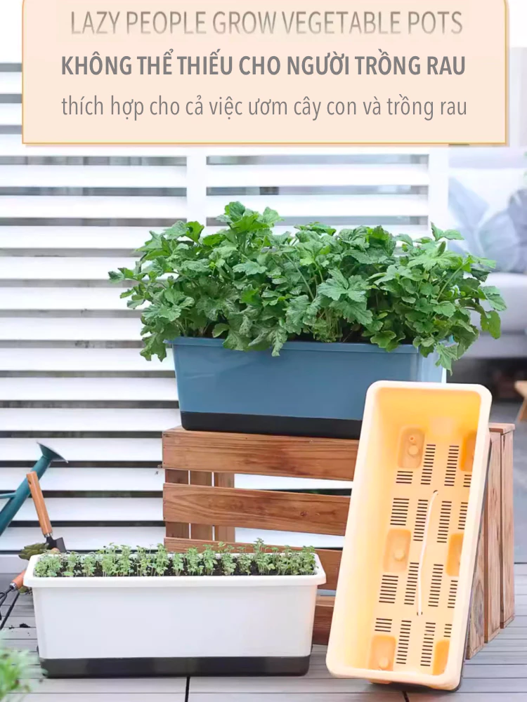Chậu nhựa trồng rau được thiết kế với hệ thống thoát nước hiệu quả Chậu nhựa trồng rau được thiết kế với hệ thống thoát nước hiệu quả