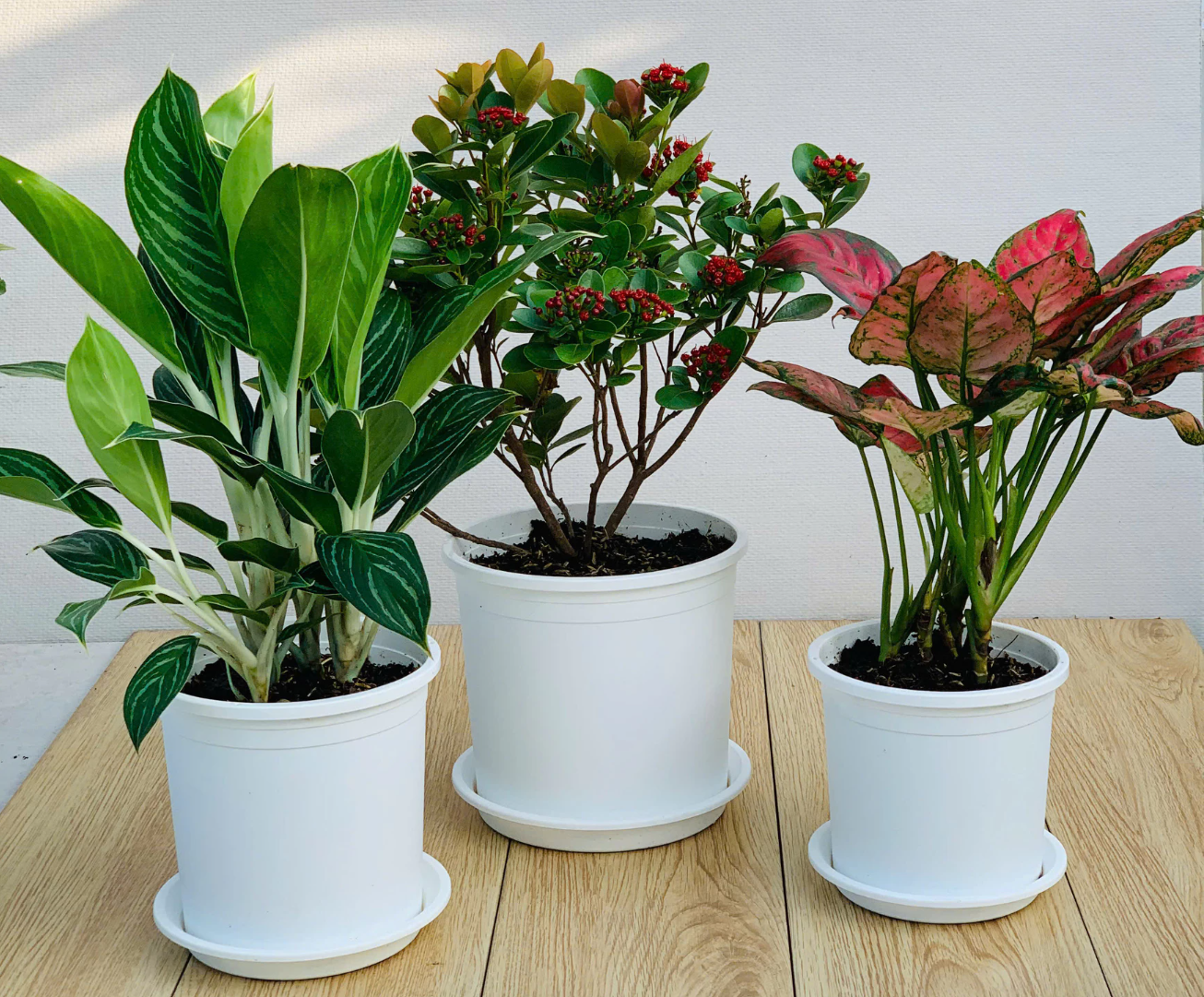 Chậu nhựa trắng trồng hoa VIETPOT – Mang đến vẻ đẹp tinh tế, tươi mới cho không gian với những loài hoa yêu thích Chậu nhựa trắng trồng hoa VIETPOT – Mang đến vẻ đẹp tinh tế, tươi mới cho không gian với những loài hoa yêu thích