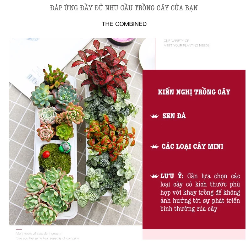 Nhỏ mà có võ! Những chiếc chậu trồng sen đá mini này sẽ là điểm nhấn 'xanh' tinh tế cho góc yêu của bạn đấy! Nhỏ mà có võ! Những chiếc chậu trồng sen đá mini này sẽ là điểm nhấn 'xanh' tinh tế cho góc yêu của bạn đấy!