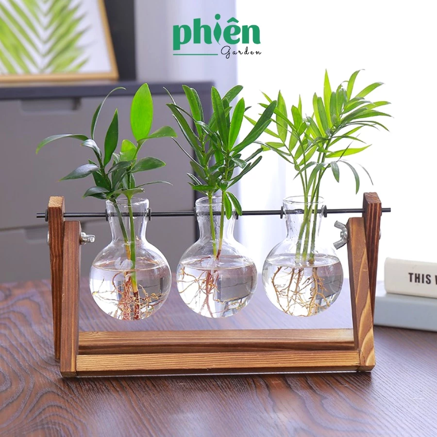 Biến không gian sống và làm việc thêm phần tươi mới và thanh lịch với chậu thủy canh Biến không gian sống và làm việc thêm phần tươi mới và thanh lịch với chậu thủy canh