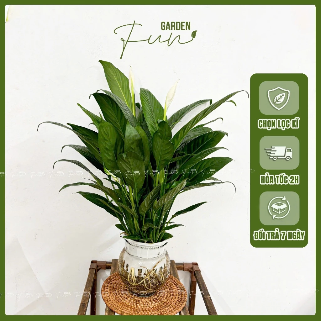 Chăm sóc sức khỏe và mang lại sự bình yên cho không gian sống của bạn với chậu thủy canh lan ý – vẻ đẹp tinh tế và ý nghĩa phong thủy tuyệt vời! Chăm sóc sức khỏe và mang lại sự bình yên cho không gian sống của bạn với chậu thủy canh lan ý – vẻ đẹp tinh tế và ý nghĩa phong thủy tuyệt vời!