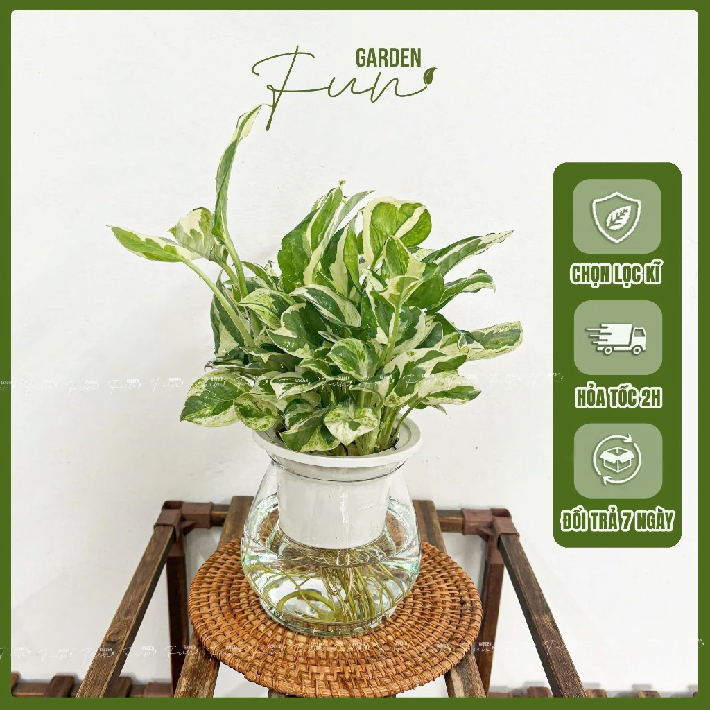 Chậu thủy canh trồng cây Trầu bà giúp thanh lọc không khí, thu hút thành đạt, bình an, tài lộc