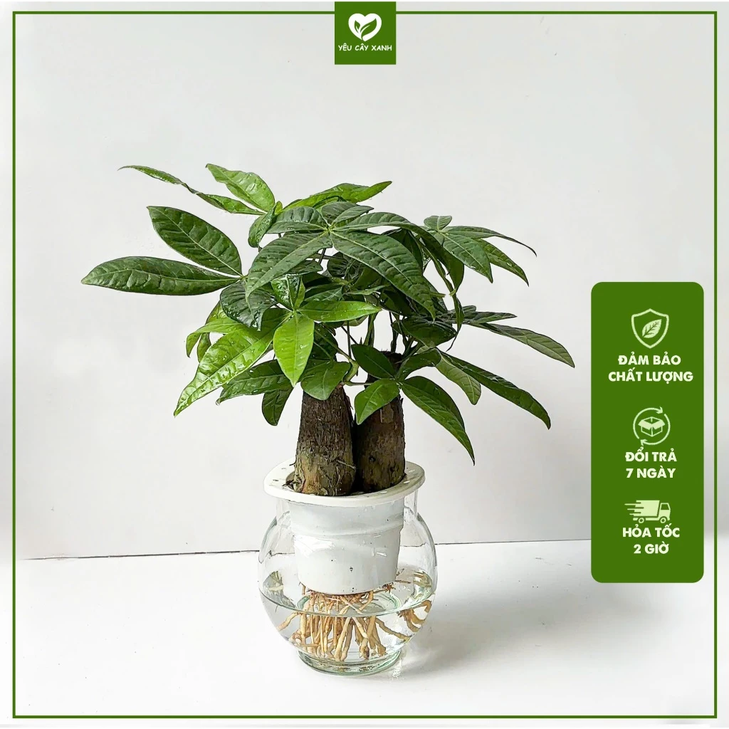 Thêm phần tài lộc và may mắn cho không gian của bạn với chậu thủy canh cây kim ngân – biểu tượng của sự thịnh vượng và phát tài! Thêm phần tài lộc và may mắn cho không gian của bạn với chậu thủy canh cây kim ngân – biểu tượng của sự thịnh vượng và phát tài!