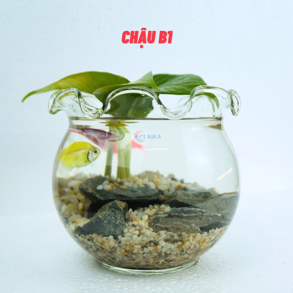 Chỉ cần một chậu hoa thủy tinh đẹp trồng cây thủy canh là góc học tập đã trở nên tươi mới và đầy cảm hứng hơn. Chỉ cần một chậu hoa thủy tinh đẹp trồng cây thủy canh là góc học tập đã trở nên tươi mới và đầy cảm hứng hơn.