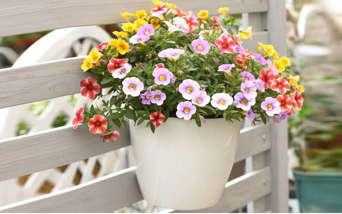 Chậu trồng cây lan can – Làm mới không gian sống của bạn với vẻ đẹp tự nhiên và tươi mát ngay tại nhà! Chậu trồng cây lan can – Làm mới không gian sống của bạn với vẻ đẹp tự nhiên và tươi mát ngay tại nhà!