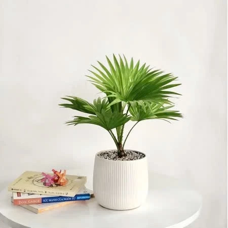 Mua chậu trồng cây cọ cảnh xinh xắn để bàn Mua chậu trồng cây cọ cảnh xinh xắn để bàn