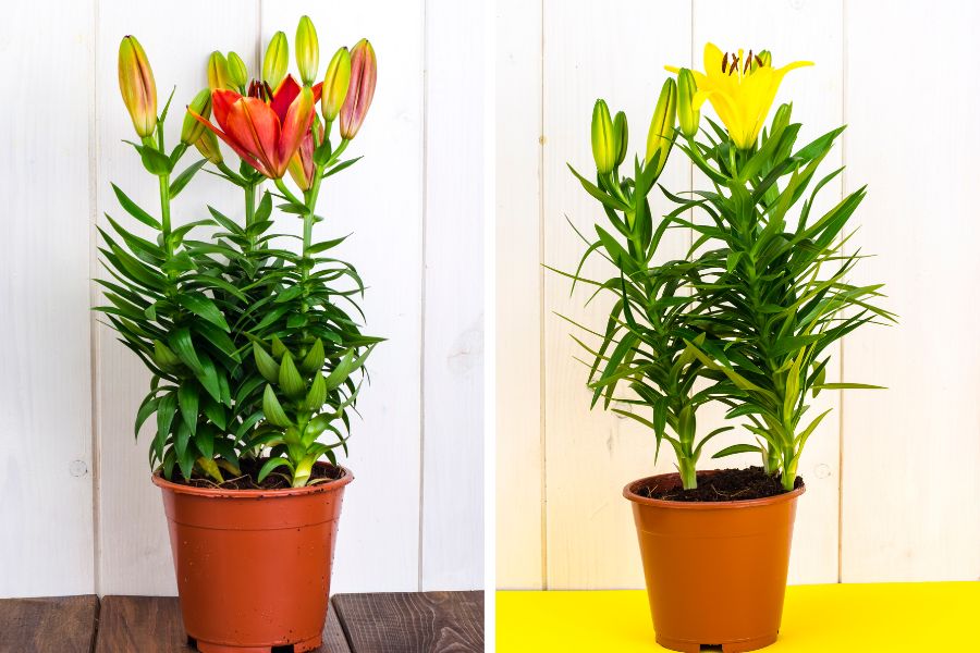 Trồng hoa ly trong chậu cảnh nhựa giúp di chuyển linh hoạt hơn Trồng hoa ly trong chậu cảnh nhựa giúp di chuyển linh hoạt hơn