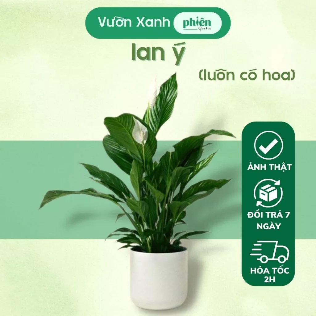 Những chậu trồng cây cảnh phong thủy được dân văn phòng yêu thích Những chậu trồng cây cảnh phong thủy được dân văn phòng yêu thích